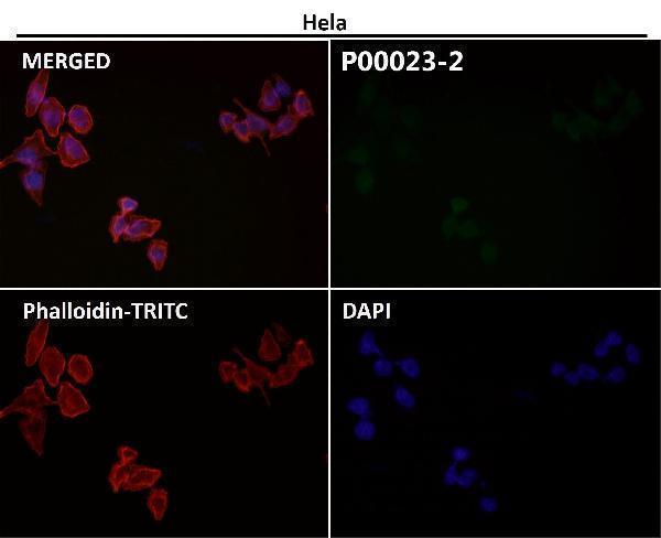 Immunofluorescent analysis using the Antibody at 1:50 dilution.