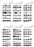 Anti-Phospho-AKT1 (T450) Rabbit Monoclonal Antibody