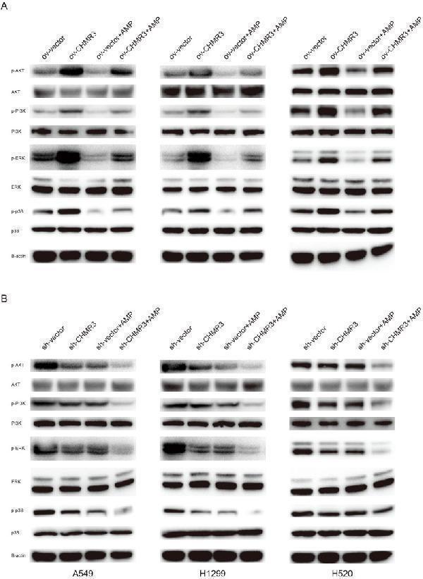 Anti-Phospho-AKT1 (T450) Rabbit Monoclonal Antibody