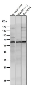 Anti-Phospho-AKT1 (S129) Rabbit Monoclonal Antibody