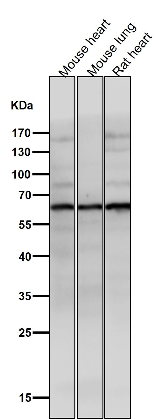 Anti-Phospho-AKT1 (S129) Rabbit Monoclonal Antibody