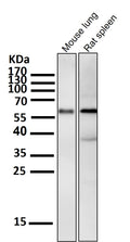 All lanes use the Antibody at 1:1K dilution for 1 hour at room temperature.