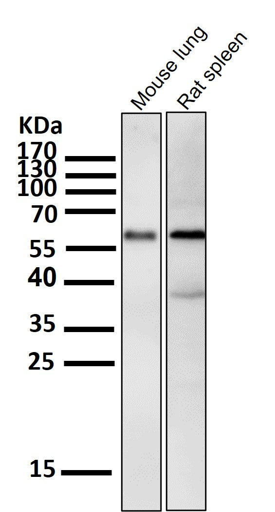 All lanes use the Antibody at 1:1K dilution for 1 hour at room temperature.