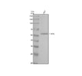 Anti-Phospho-c-Myc (T58 + S62) Rabbit Monoclonal Antibody