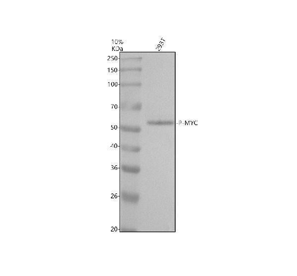 Anti-Phospho-c-Myc (T58 + S62) Rabbit Monoclonal Antibody
