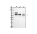 Anti-Phospho-c-Myc (S62) Rabbit Monoclonal Antibody
