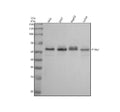 Anti-Phospho-c-Myc (T58) Rabbit Monoclonal Antibody