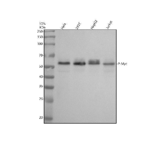 Anti-Phospho-c-Myc (T58) Rabbit Monoclonal Antibody