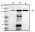 Anti-Phospho-Rb (S807) RB1 Rabbit Monoclonal Antibody