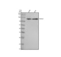 Anti-Phospho-B Raf (T401) Rabbit Monoclonal Antibody