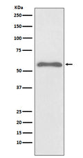 Anti-Phospho-Smad2 (S255) Rabbit Monoclonal Antibody
