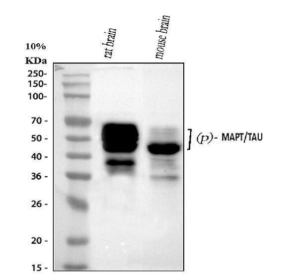Anti-Phospho-Tau (T231) MAPT Rabbit Monoclonal Antibody