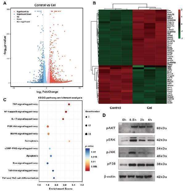Anti-Phospho-Erk1 (T202/Y204) + Erk2 (T185/Y187) MAPK3 Rabbit Monoclonal Antibody