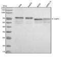 Anti-Phospho-YAP1 (S127) Rabbit Monoclonal Antibody