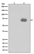 Western blot analysis of Phospho-SHP2 (Y542) expression in (1) NIH/3T3 cell lysates; (2) NIH/3T3 cell lysates treated with PDGF.