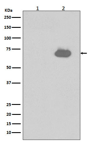 Western blot analysis of Phospho-SHP2 (Y542) expression in (1) NIH/3T3 cell lysates; (2) NIH/3T3 cell lysates treated with PDGF.