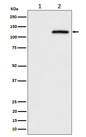 Western blot analysis of Phospho-CBL (S669) expression in (1) HeLa cell lysate; (2) HeLa cell treated with pervanadate lysate.