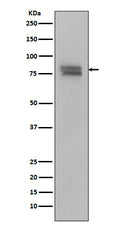 Western blot analysis of Phospho-v-Myb + c-Myb (S11) Antibody expression in Ramos cell lysate.