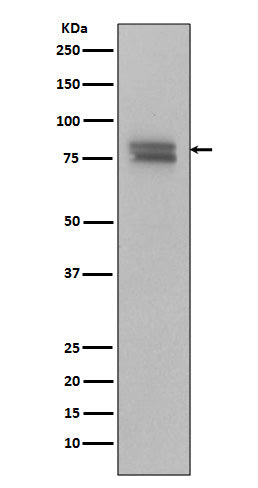 Western blot analysis of Phospho-v-Myb + c-Myb (S11) Antibody expression in Ramos cell lysate.