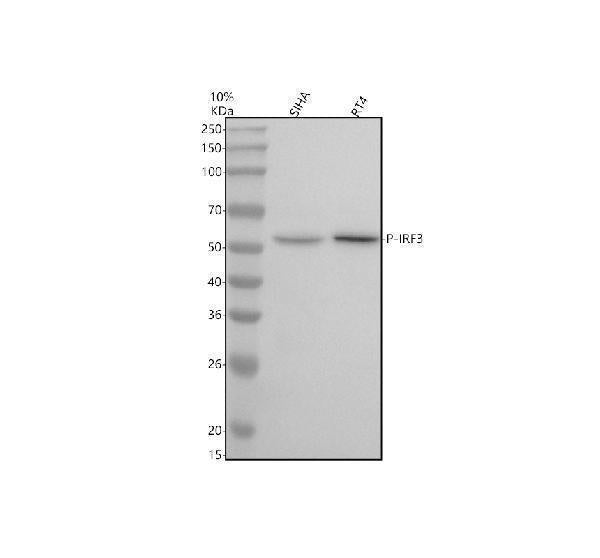 Anti-Phospho-IRF3 (S386) Rabbit Monoclonal Antibody