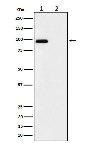 Western blot analysis of Phospho-FGFR3 (Y724) expression in (1) MCF7 treated with pervanadate cell lysate; (2) untreated.