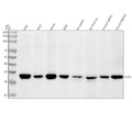 Anti-Phospho-Cdk1/2 (T14) Rabbit Monoclonal Antibody