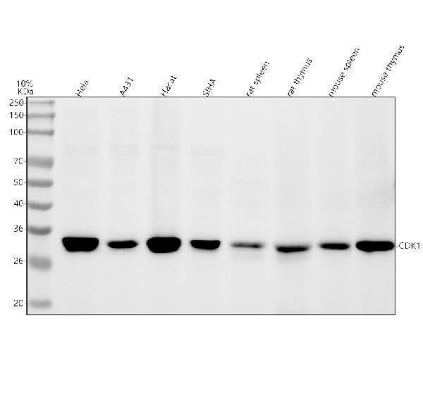 Anti-Phospho-Cdk1/2 (T14) Rabbit Monoclonal Antibody