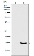 Western blot analysis of Phospho-alpha Synuclein (Ser129) expression in (1) 293T cell lysate; (2) 293T cell lysate transfected with Polo-Like Kinase 2 and alpha Synuclein.