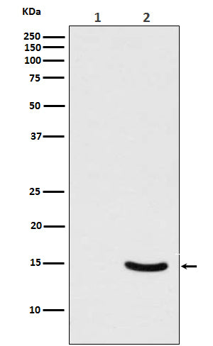 Western blot analysis of Phospho-alpha Synuclein (Ser129) expression in (1) 293T cell lysate; (2) 293T cell lysate transfected with Polo-Like Kinase 2 and alpha Synuclein.