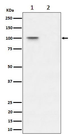 Western blot analysis of Phospho-Nucleolin (T76) expression in (1) 293T cell lysate; (2) 293T cell treated with Lambda Phosphatase lysate.