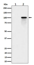 Western blot analysis of Phospho-Nucleolin (T84) expression in (1) K562 cell lysate; (2) K562 cell treated with Calyculin A lysate.