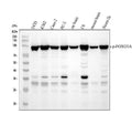 Anti-Phospho-FoxO3a (S253) Rabbit Monoclonal Antibody
