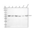 Anti-Phospho-MEK1 (S298) MAP2K1 Rabbit Monoclonal Antibody