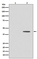 Western blot analysis of MEK5 expression in (1) HeLa cell lysate; (2) HeLa cell treated with Nocodazole.
