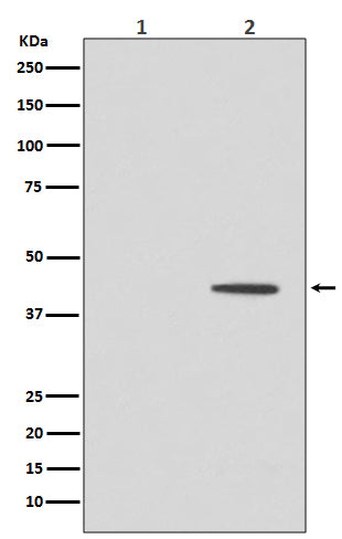Western blot analysis of MEK5 expression in (1) HeLa cell lysate; (2) HeLa cell treated with Nocodazole.