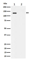 Western blot analysis of Phospho-MCM2 (S41) expression in (1) HeLa cell lysate; (2) HeLa cell treated with alkaline phosphatase lysate.