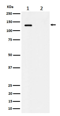 Western blot analysis of Phospho-MCM2 (S41) expression in (1) HeLa cell lysate; (2) HeLa cell treated with alkaline phosphatase lysate.