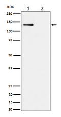 Western blot analysis of Phospho-MCM2 (S108) expression in (1) HeLa cell lysate; (2) HeLa cell treated with alkaline phosphatase lysate.