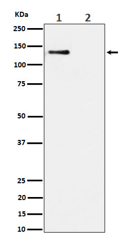 Western blot analysis of Phospho-MCM2 (S108) expression in (1) HeLa cell lysate; (2) HeLa cell treated with alkaline phosphatase lysate.