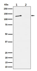 Western blot analysis of Phospho-MCM2 (S27) expression in (1) HeLa cell lysate; (2) HeLa cell treated with alkaline phosphatase lysate.