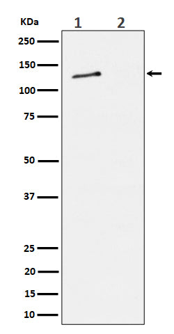 Western blot analysis of Phospho-MCM2 (S27) expression in (1) HeLa cell lysate; (2) HeLa cell treated with alkaline phosphatase lysate.