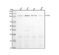 Anti-Phospho-KAP1 (S824) Rabbit Monoclonal Antibody
