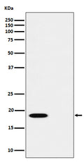 Western blot analysis of Phospho-PTS (S19) expression in (1) HUVEC cell lysate; (2) HUVEC cell treated with Alkaline Phosphatase lysate.