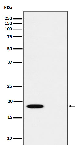 Western blot analysis of Phospho-PTS (S19) expression in (1) HUVEC cell lysate; (2) HUVEC cell treated with Alkaline Phosphatase lysate.