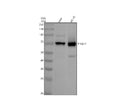 Anti-Phospho-Raf1 (S43) Rabbit Monoclonal Antibody