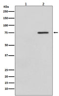Western blot analysis of Phospho-Raf1 (S621) expression in (1) HeLa cell lysate treated with LP; (2) HeLa cell lysate.