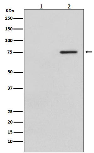 Western blot analysis of Phospho-Raf1 (S621) expression in (1) HeLa cell lysate treated with LP; (2) HeLa cell lysate.