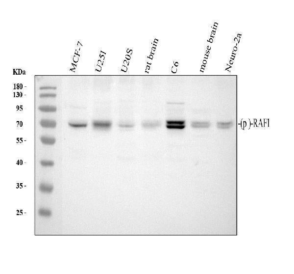 Anti-Phospho-Raf1 (S259) Rabbit Monoclonal Antibody