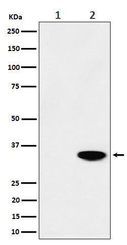 Western blot analysis of Phospho-Nucleophosmin (T199) expression in (1) HeLa cell lysate; (2) HeLa cell treated with CA lysate.