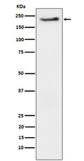 Western blot analysis of Phospho-ErbB3 (Y1222) expression in SKBR3 cell treated with neuregulin.